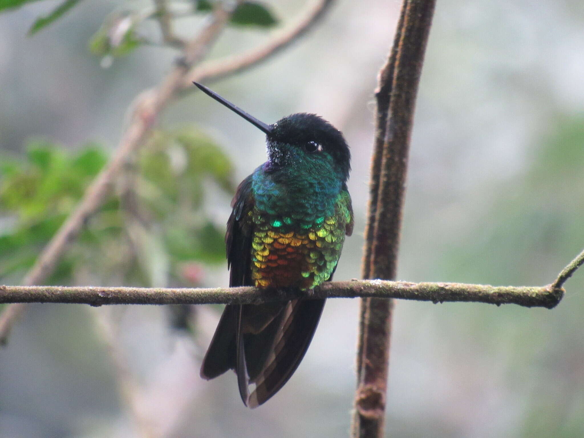 Image of Golden-bellied Starfrontlet