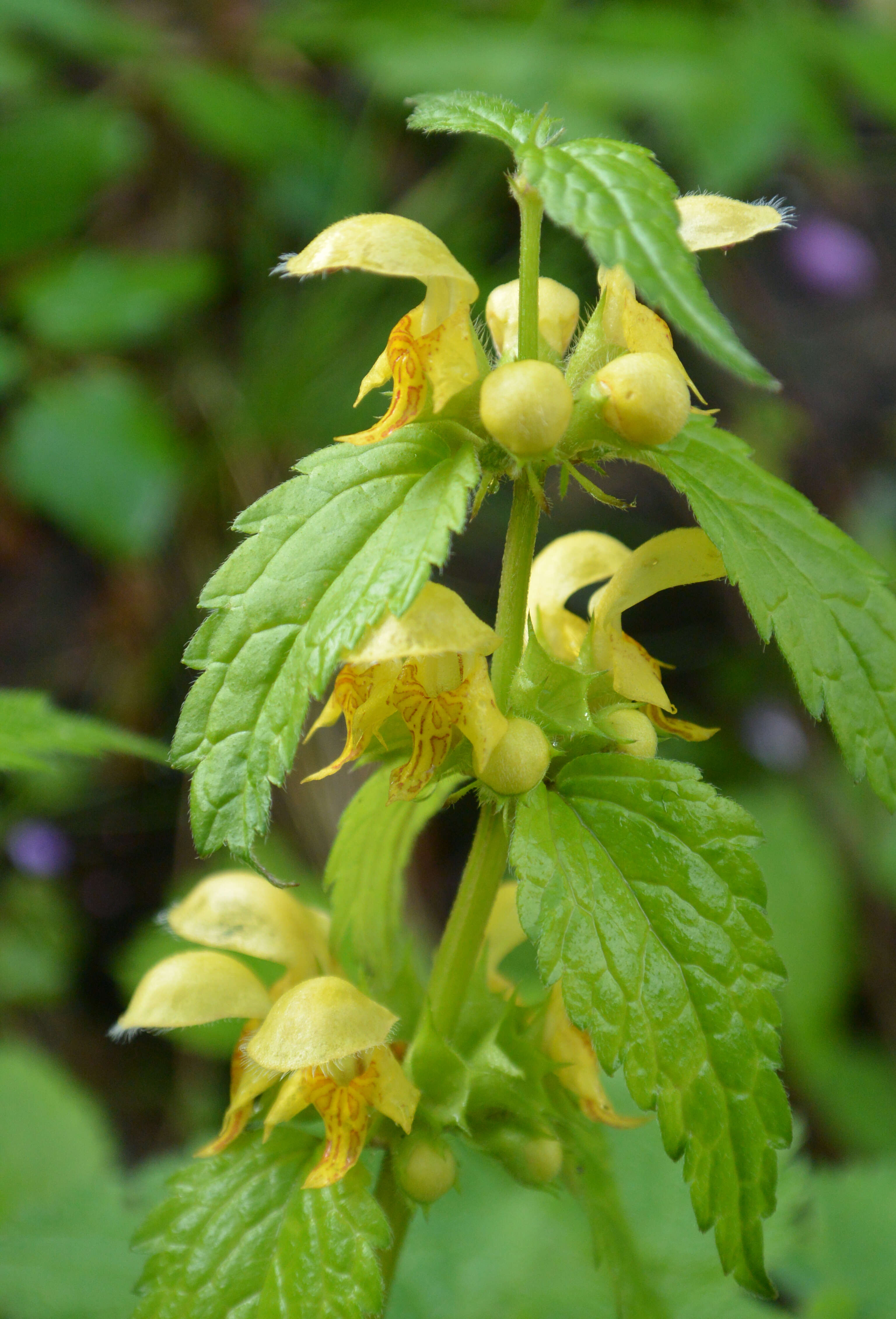 Imagem de Lamium galeobdolon (L.) L.