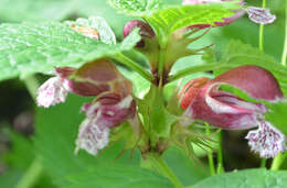 Image of Lamium orvala L.