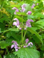 Image of spotted dead-nettle