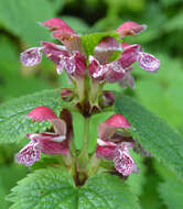 Image of Lamium orvala L.