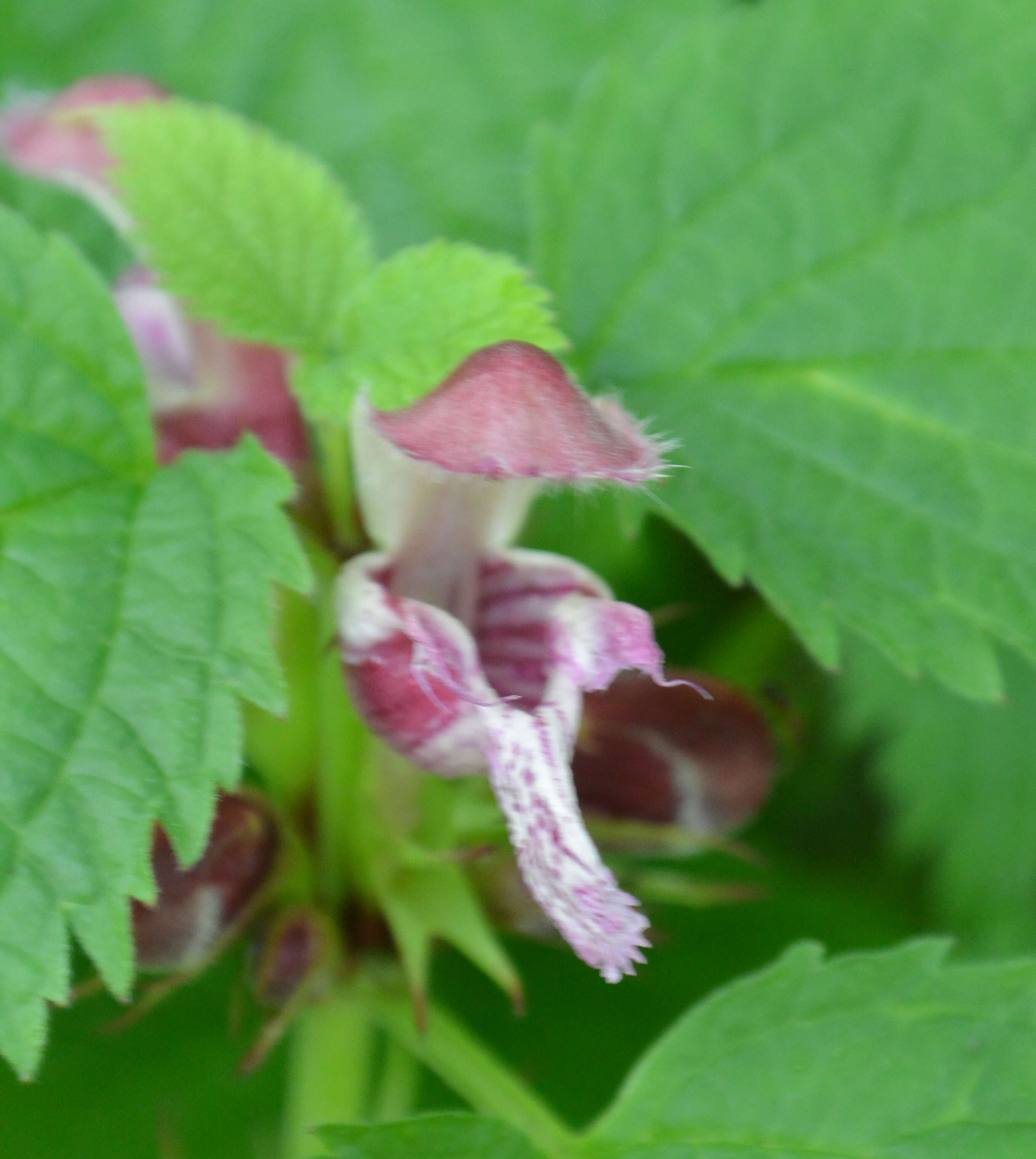 Image of Lamium orvala L.