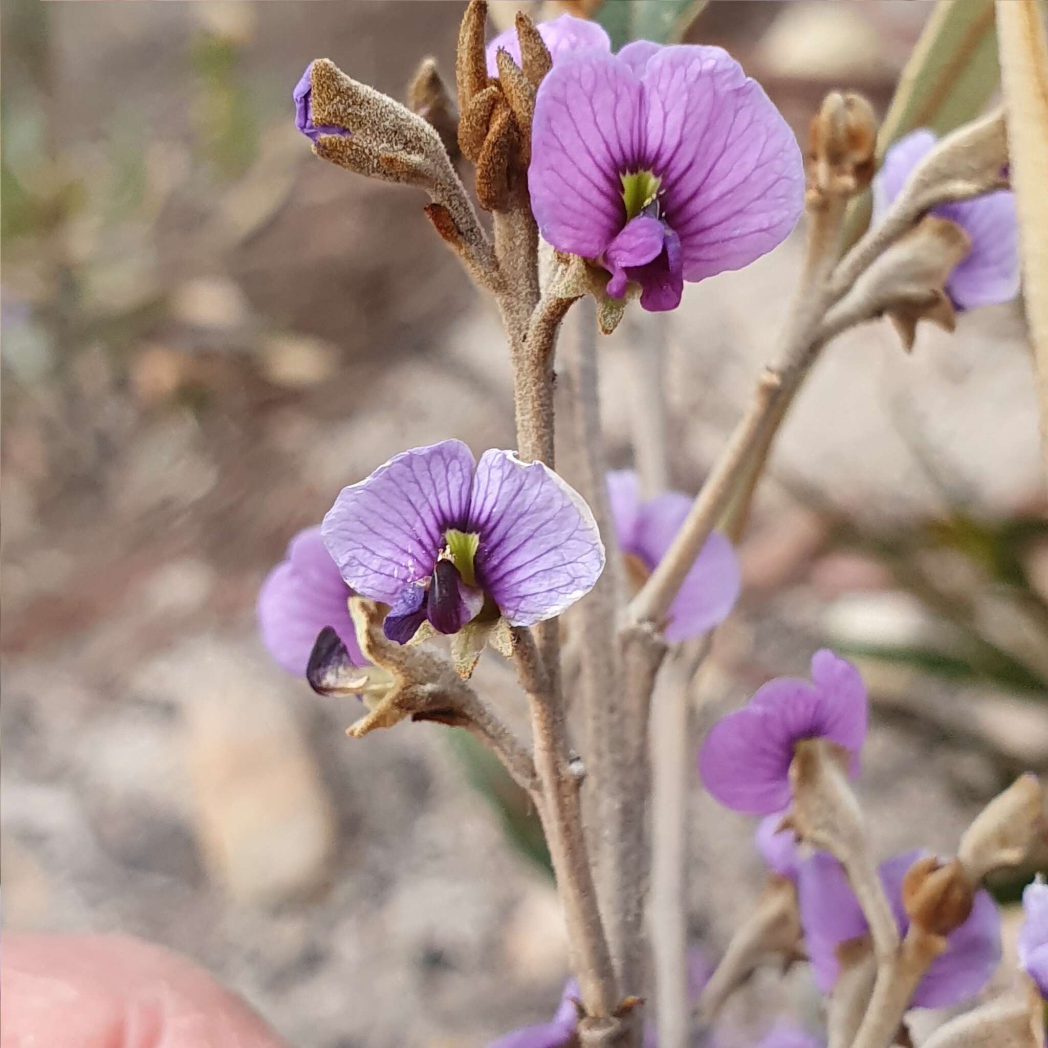 Image of Hovea apiculata G. Don