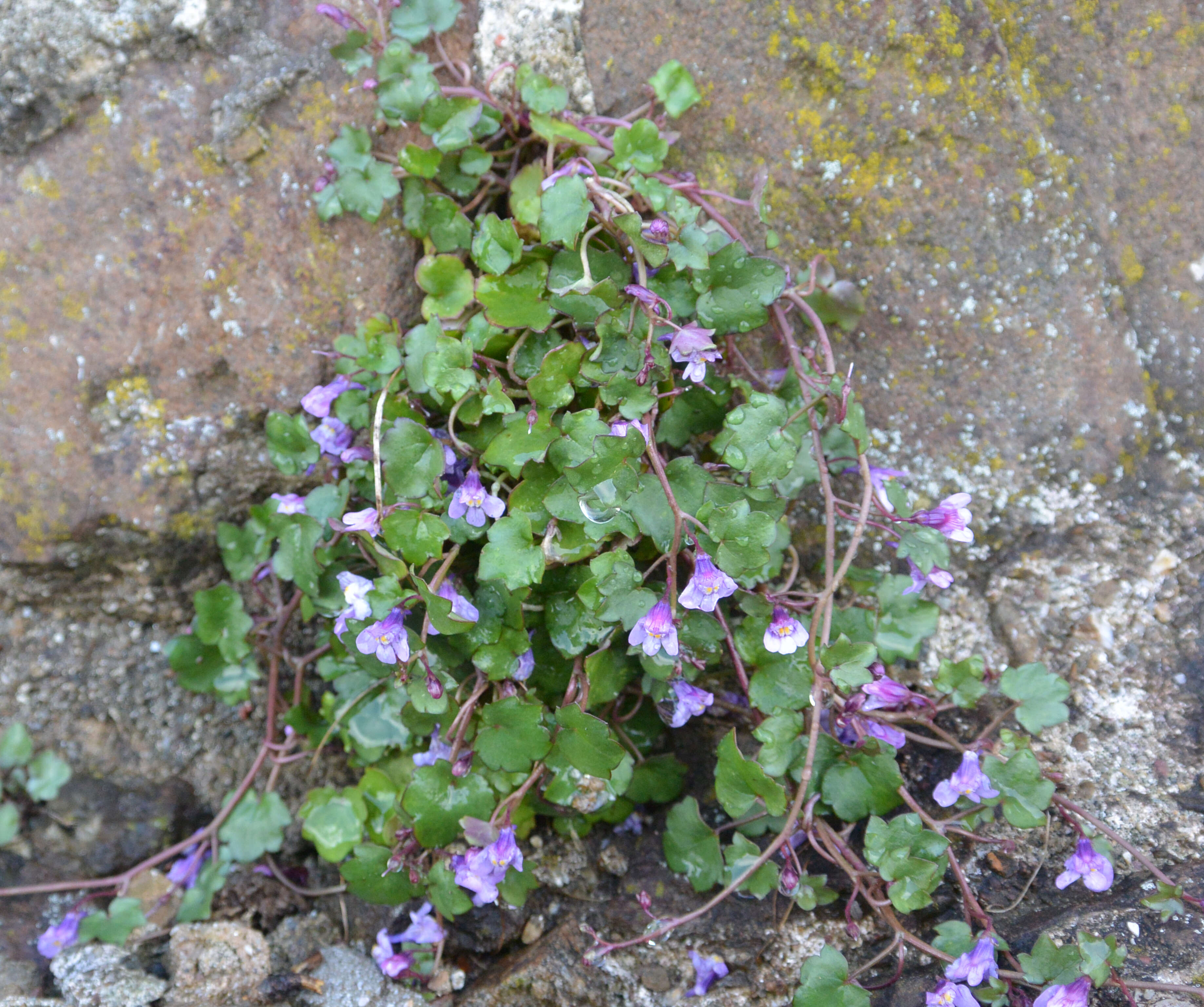 Image of Ivy-leaved Toadflax