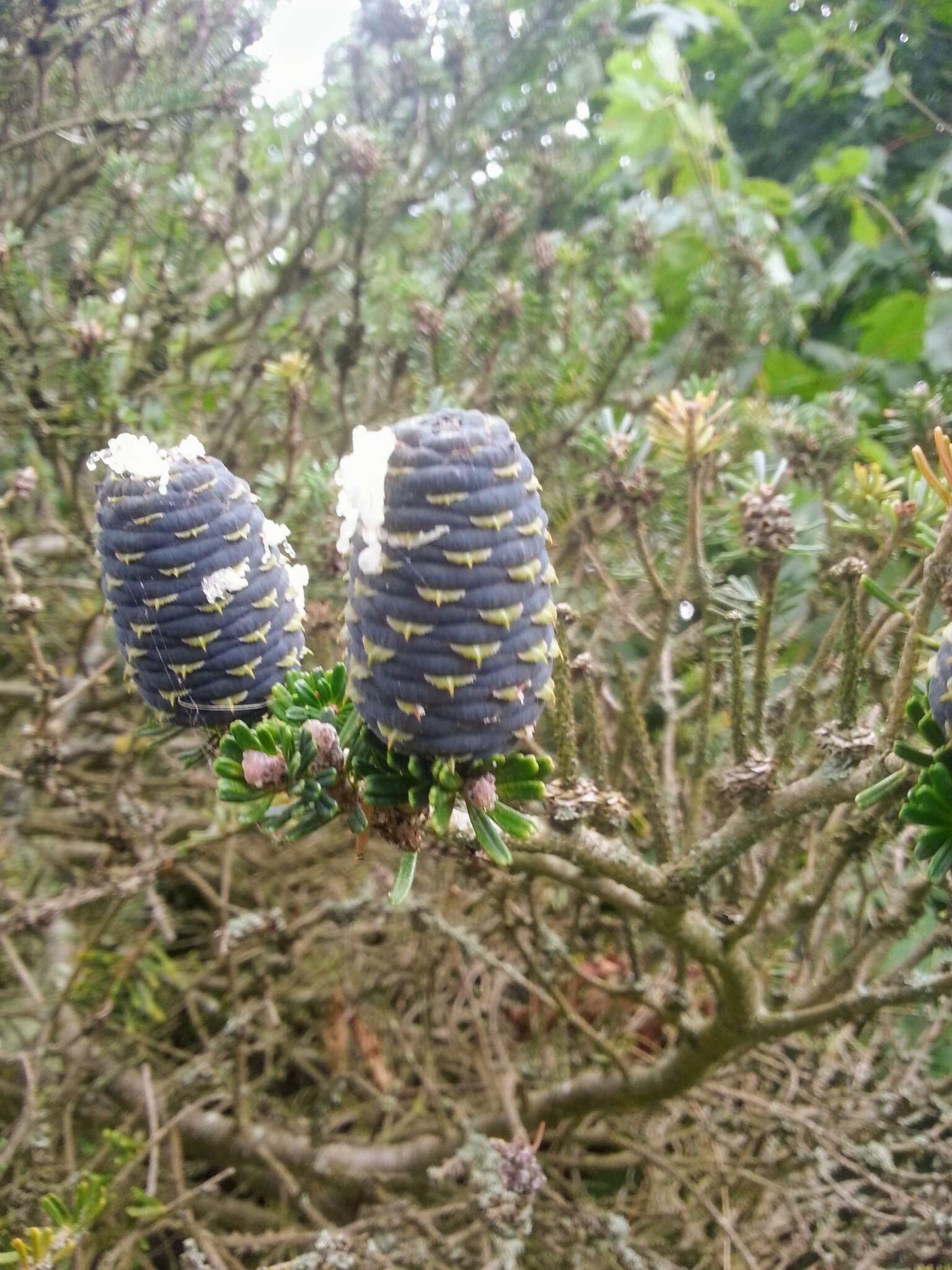 Image of Korean Fir