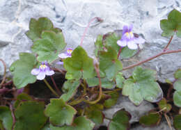 Image of Ivy-leaved Toadflax