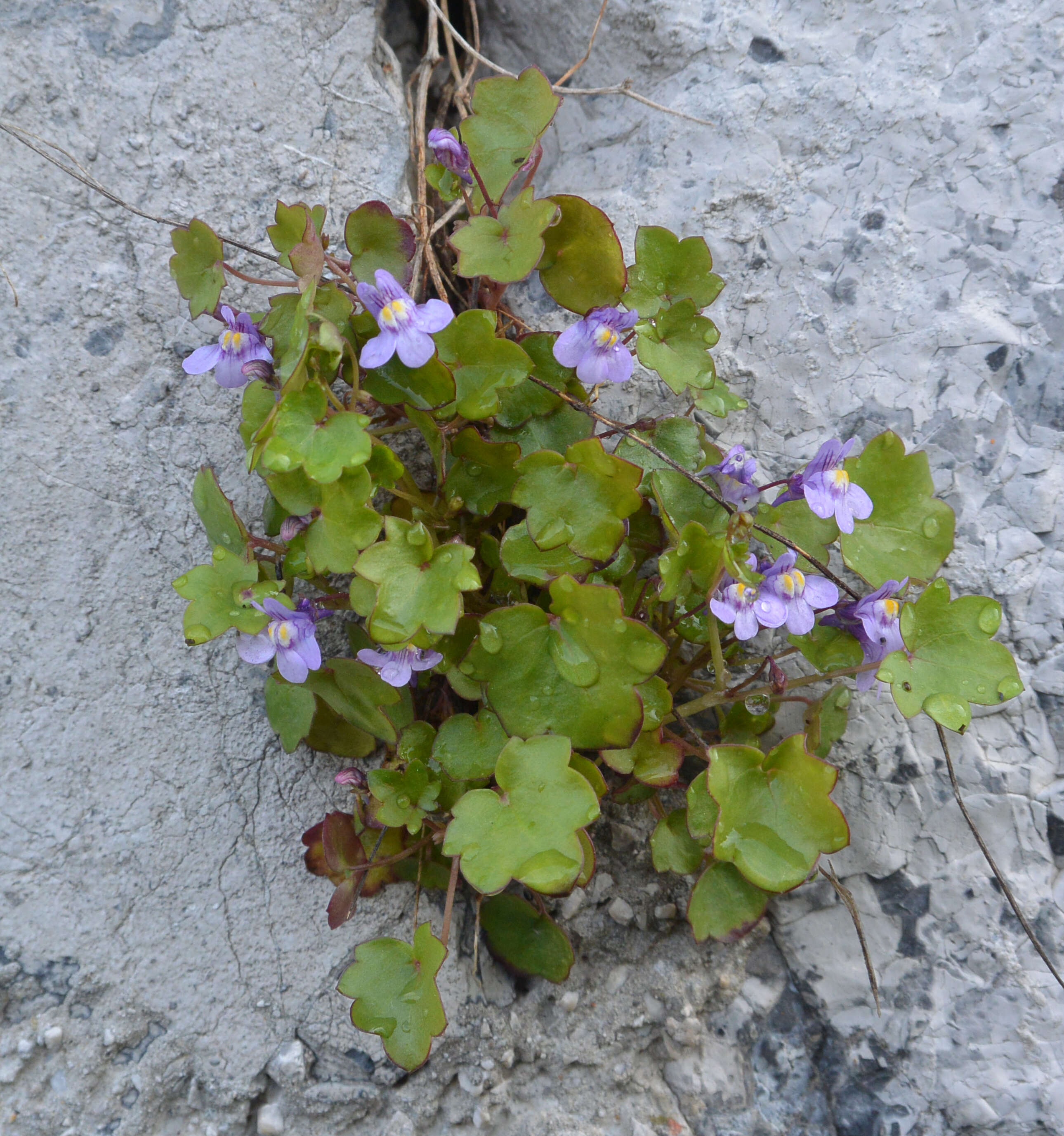 Image of Ivy-leaved Toadflax