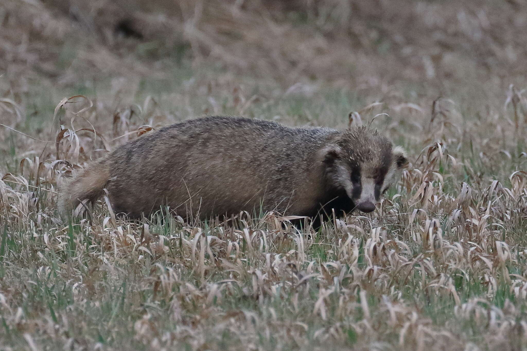 Image of Asian Badger