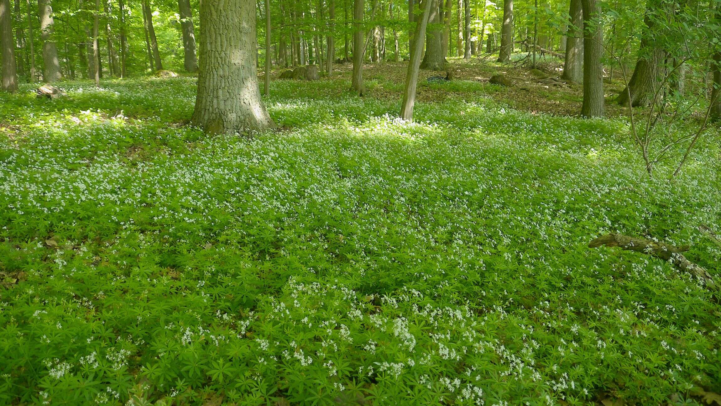 Image of Woodruff