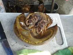 Image of Horseshoe Crab
