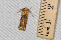 Image of Moonseed Moth