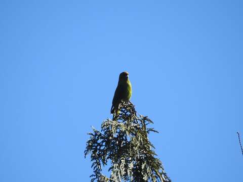 Image of Yellow-crowned Kakariki