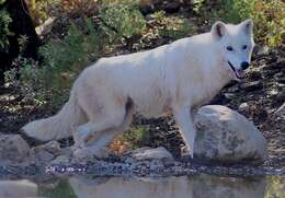 Image of Alaskan Tundra Wolf