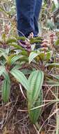 Image of Miconia ciliata (L. Rich.) DC.