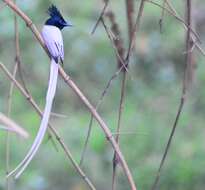 Image of Asian Paradise-Flycatcher