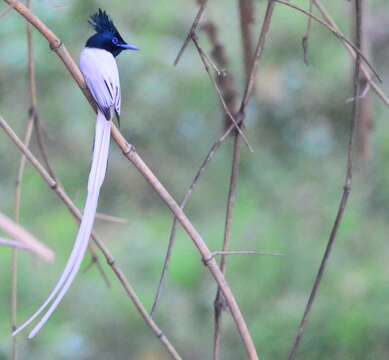 Image of Asian Paradise-Flycatcher