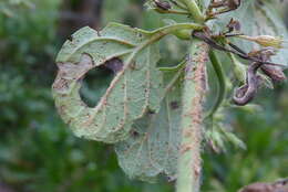 Image of lesser calamint