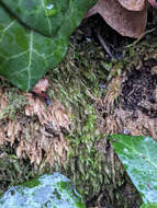 Image of larger mouse-tail moss