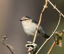 Image of Siberian Chiffchaff