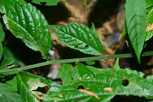 Image de Elatostema oblongifolium Fu