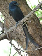 Image of Black Drongo