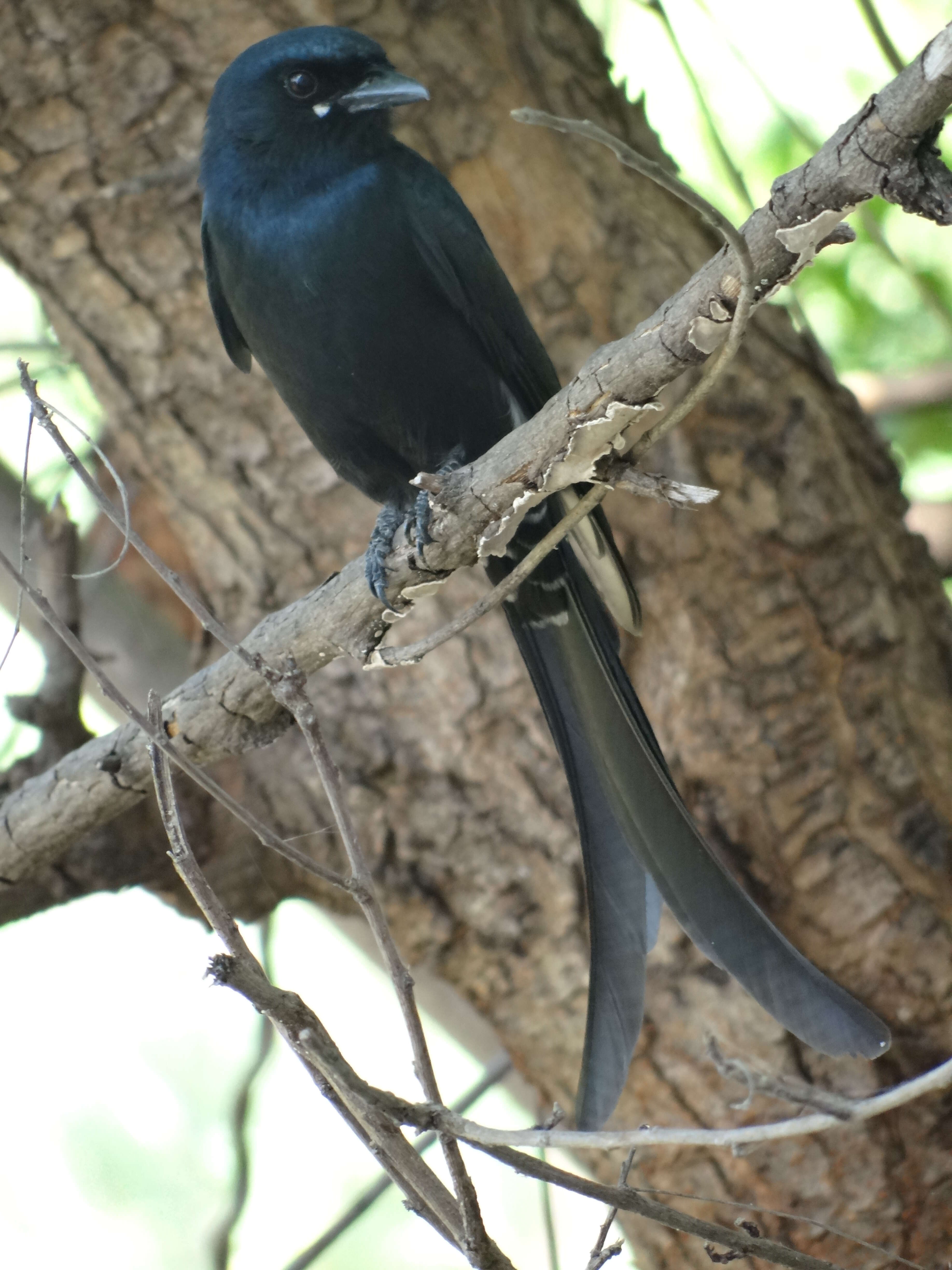 Image of Black Drongo