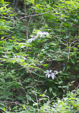 Image of Clematis