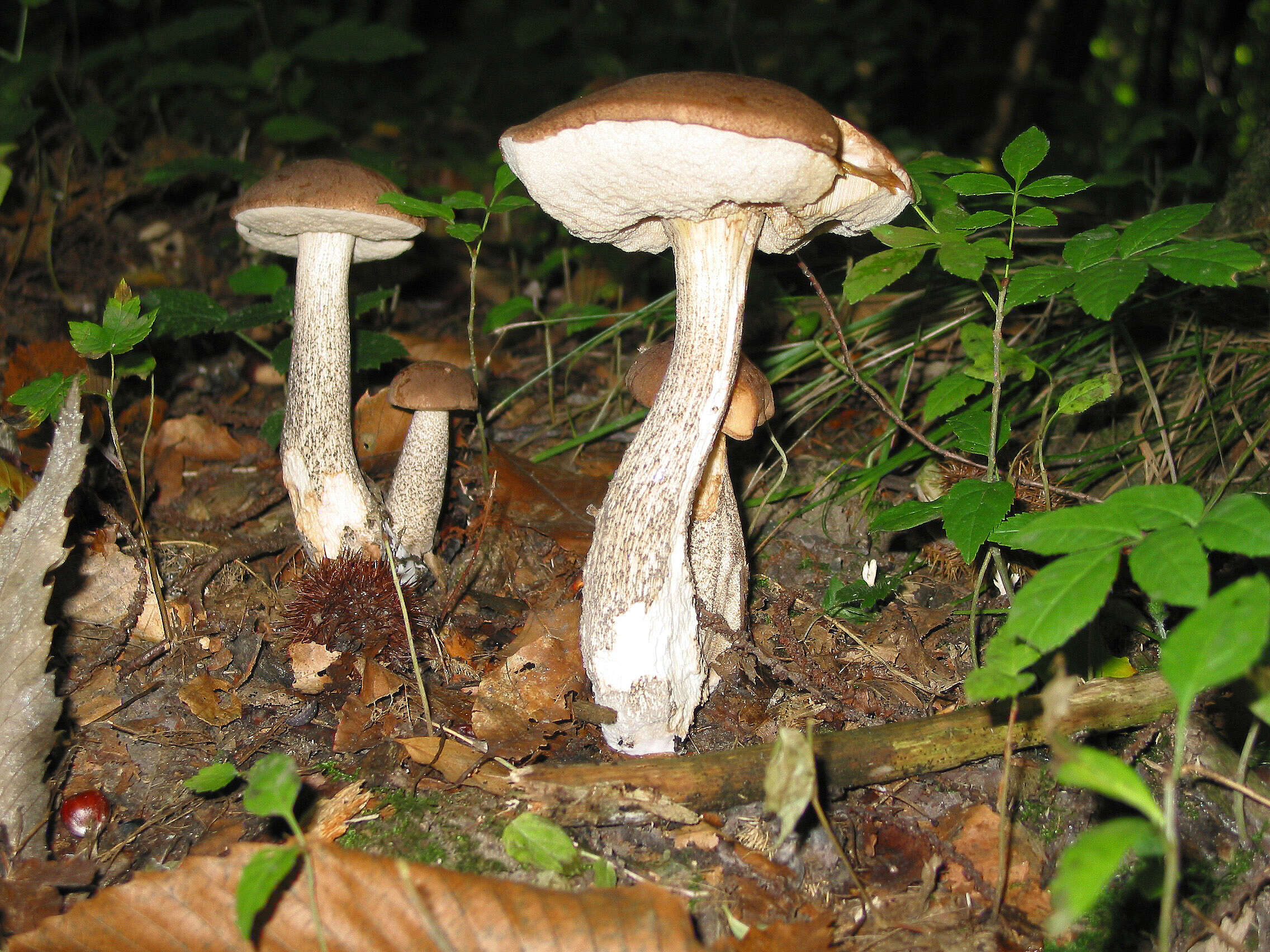 Image of Leccinum scabrum (Bull.) Gray 1821