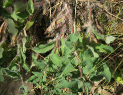 Image of longbeard hawkweed
