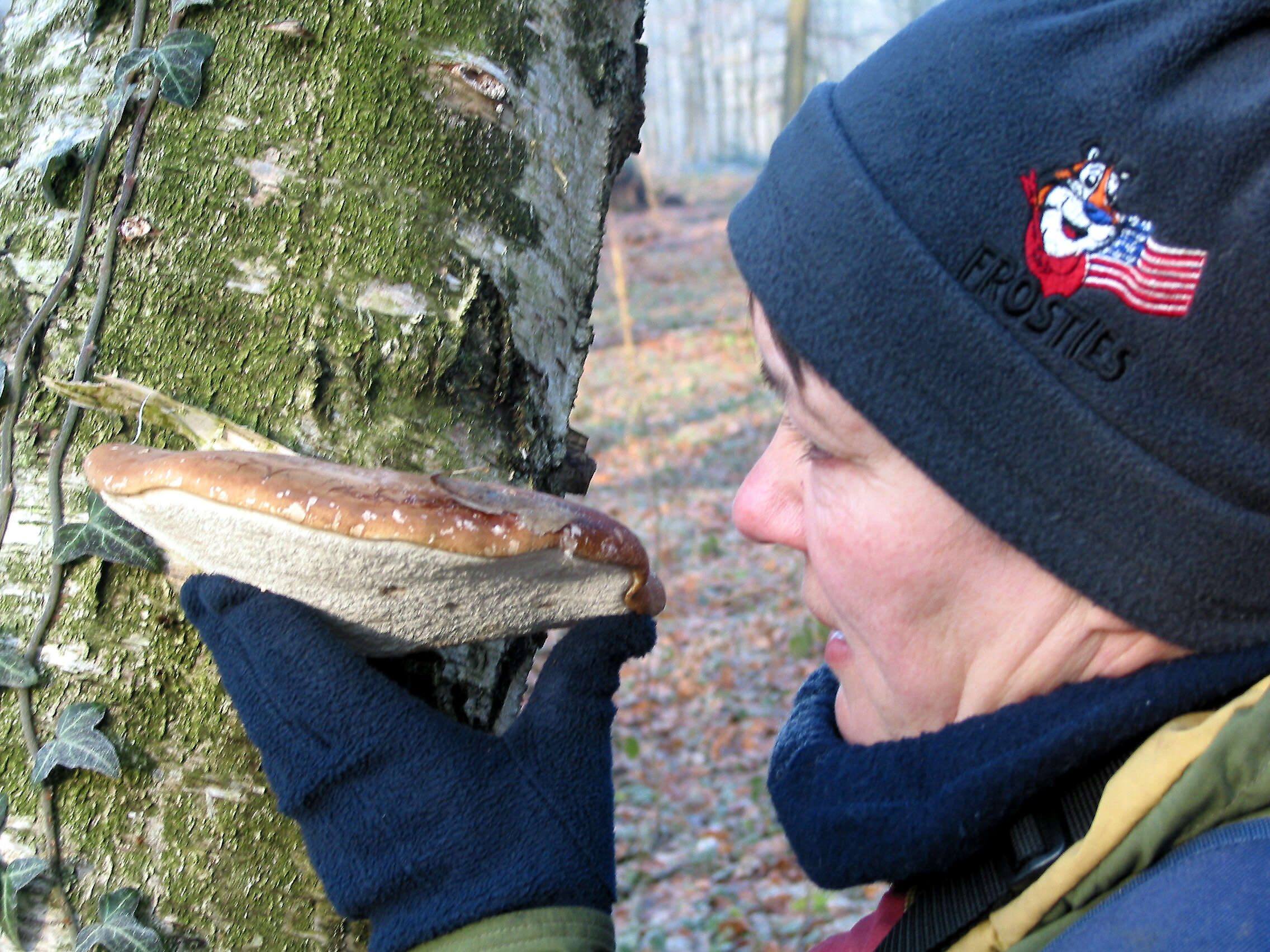 Image of birch polypore