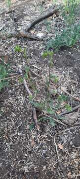 Image of limestone phacelia