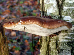 Image of birch polypore