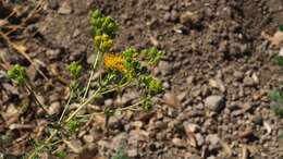 Image de Isocoma menziesii var. vernonioides (Nutt.) G. L. Nesom