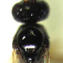 Image of Parasitoid wasp