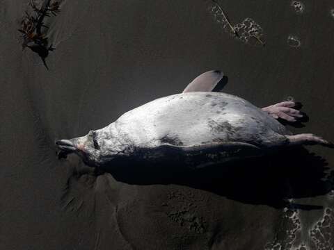 Image of White-flippered Penguin