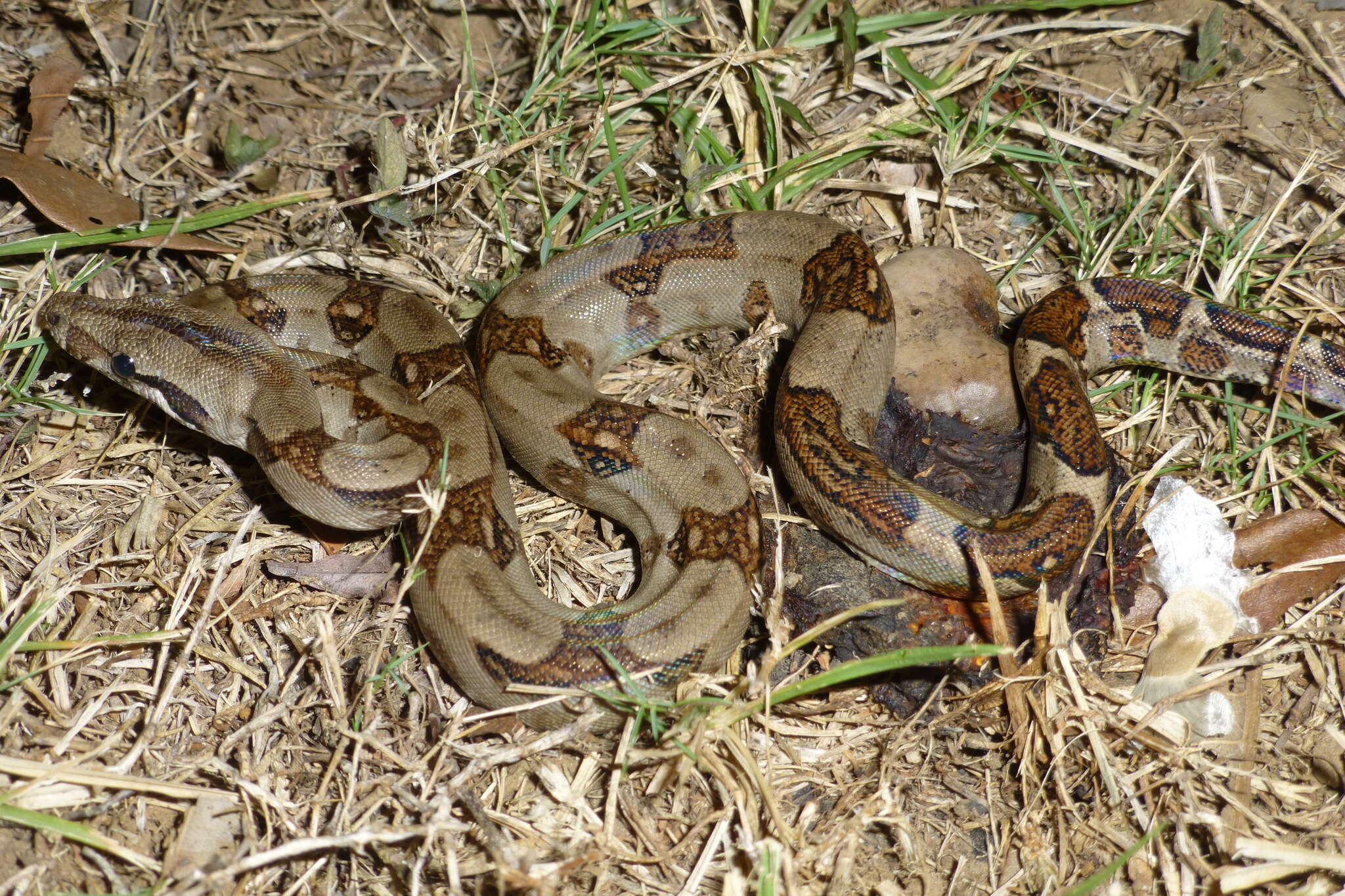 Image of Arabesque Boa