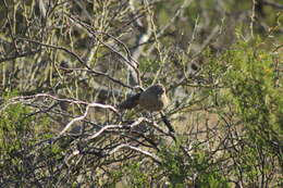 Image of White-throated Cacholote