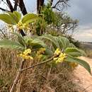 Imagem de Chomelia ribesioides Benth. ex A. Gray