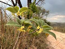 Image of Chomelia ribesioides Benth. ex A. Gray