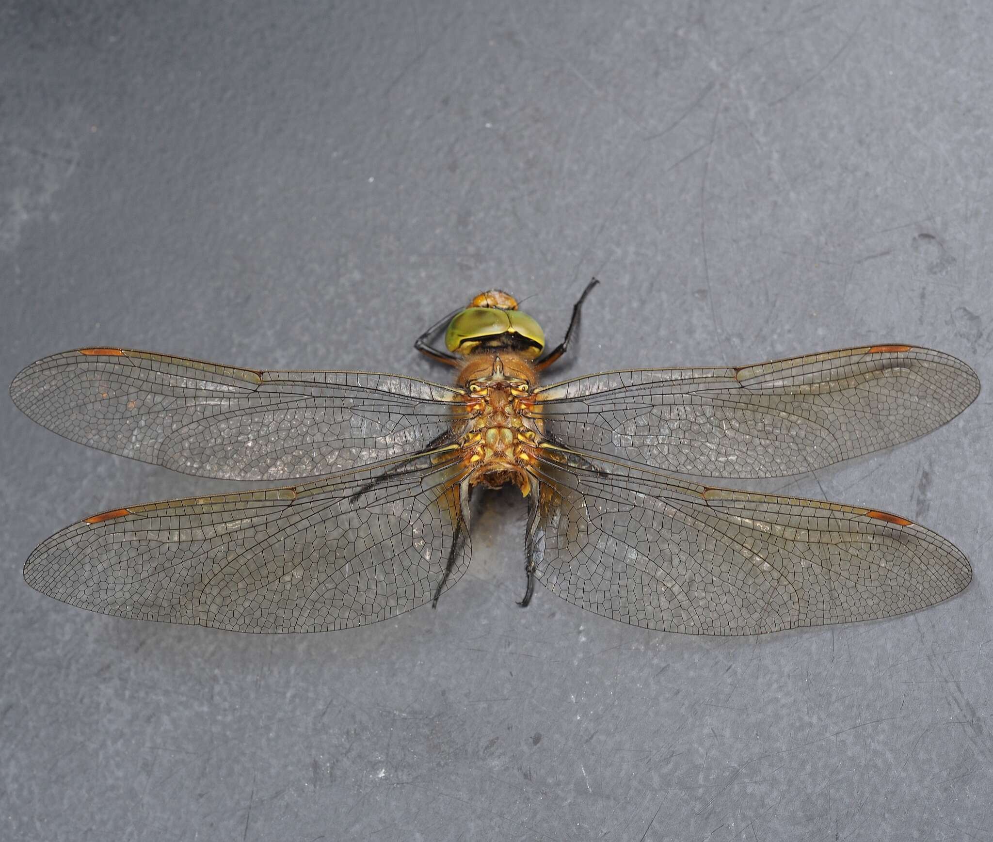 Image of green-eyed hawker