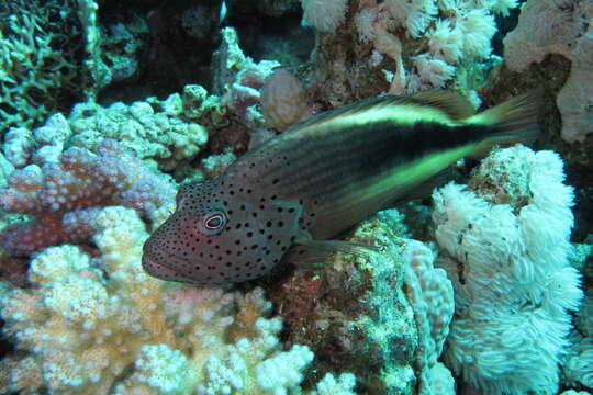 Image of Blackside Hawkfish