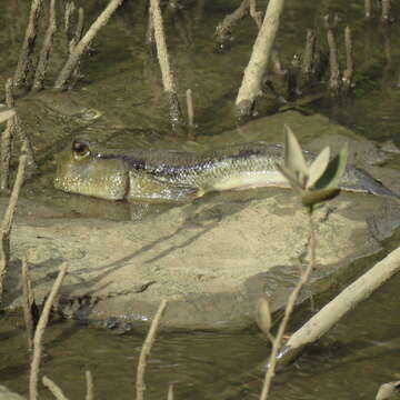 صورة Periophthalmodon freycineti (Quoy & Gaimard 1824)