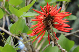 Image de Erythrina americana Mill.