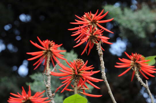 Image of Erythrina americana Mill.