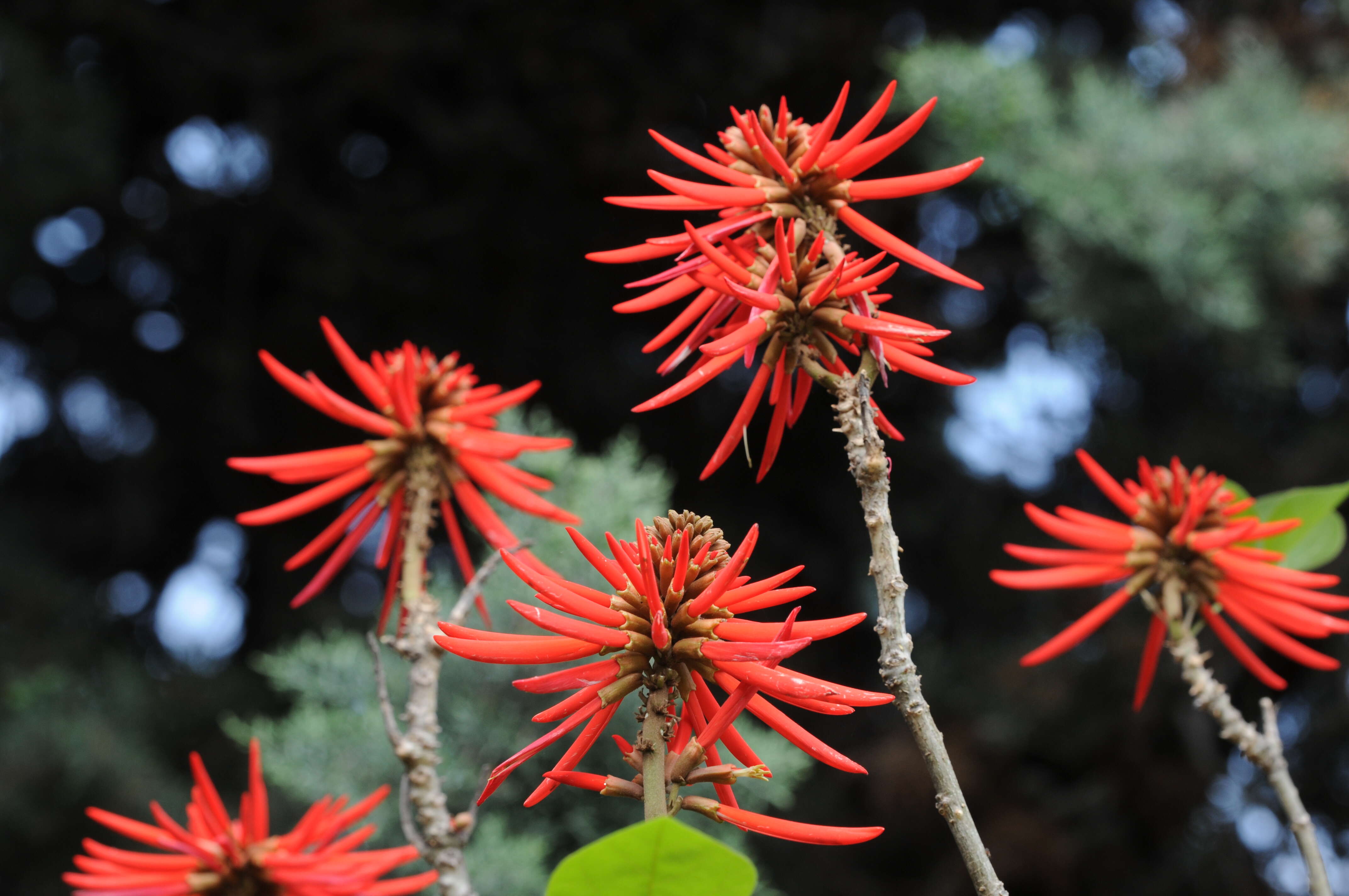 Слика од Erythrina americana Mill.