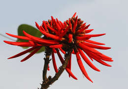 Image de Erythrina americana Mill.