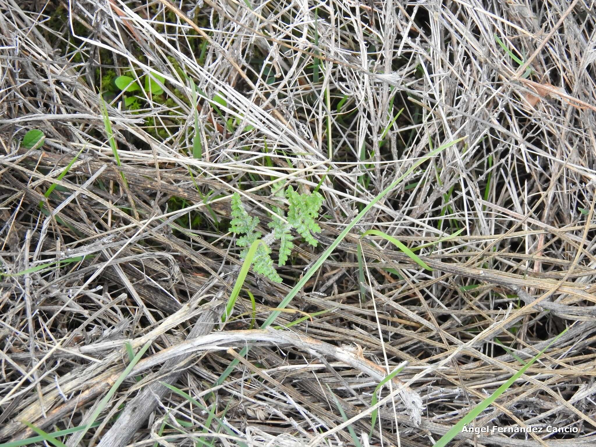 Sivun Thapsia villosa L. kuva