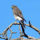 Image of Spot-winged Falconet