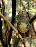 Image of New Zealand Robin