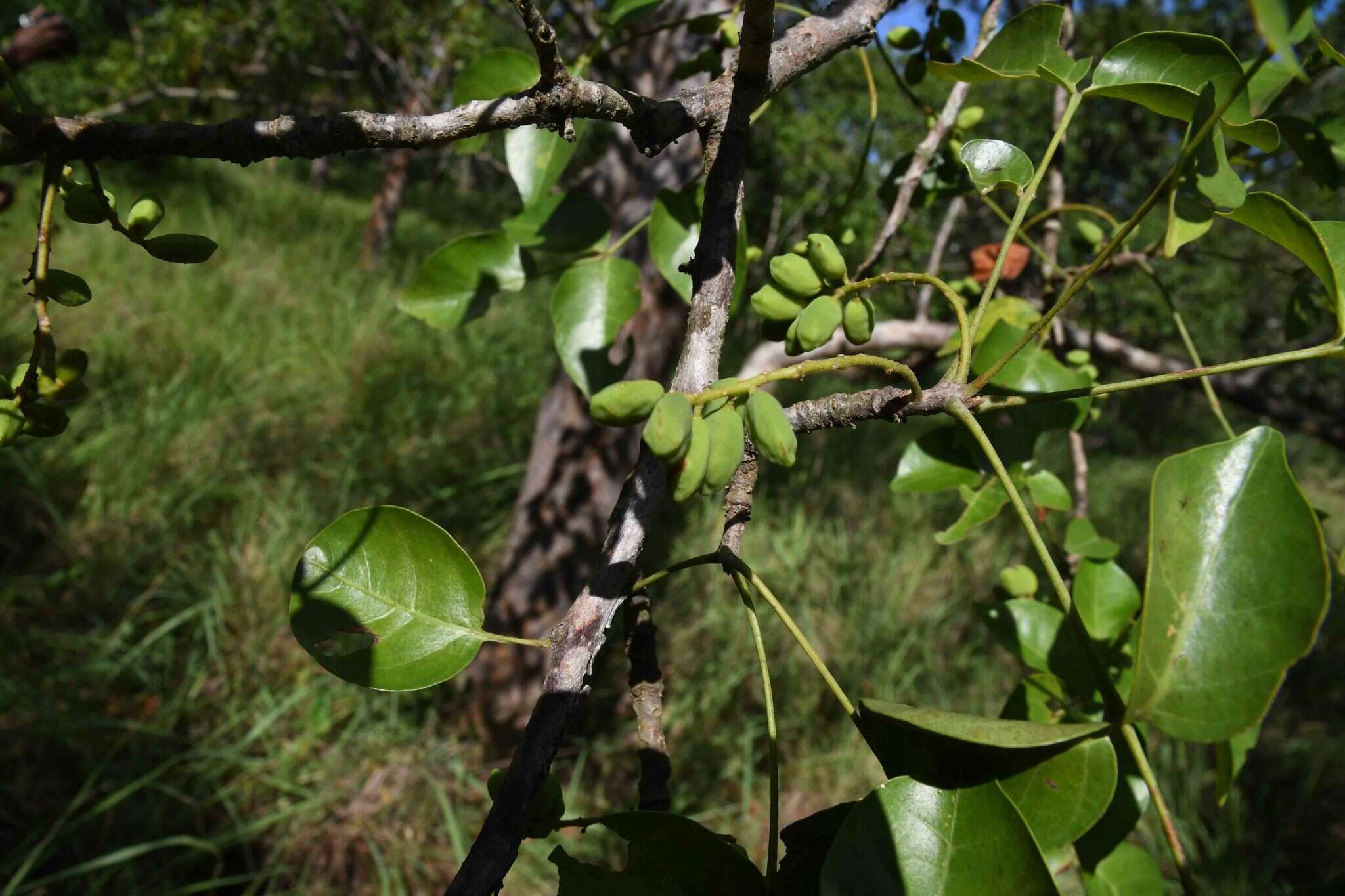 Image of False marula